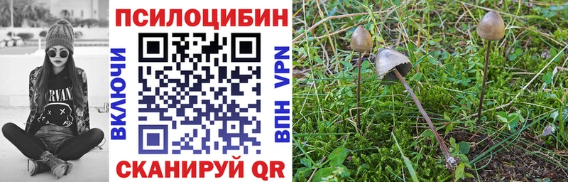 Купить закладки  Куртамыш  Псилоцибиновые грибы мухоморы 
